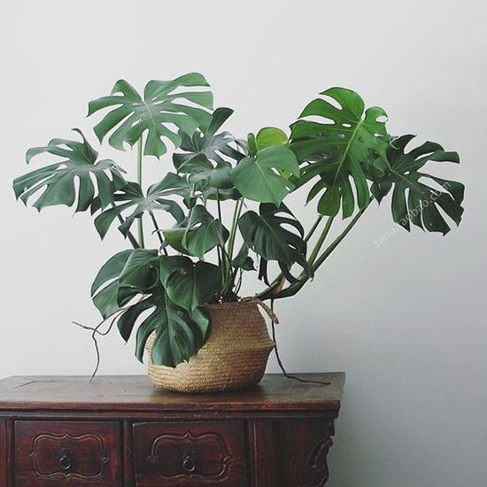 FILODENDRON MONSTERA- PHILODENDRON MONSTERA