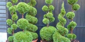 Bonsai & Topiary